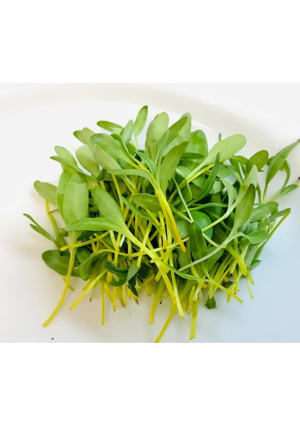 Yerli Pazı Mikro Yeşillik Tohumu, 15 Gram fiyatları