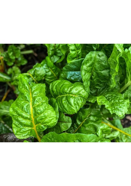 Yerli Pazı Tohumu, 1 Gram, 10-15 Adet Tohum fiyatları