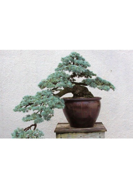 Bonsai Mavi Servi Seti (Fidan+Bonsai Saksı+Toprak +Bitki Besini)