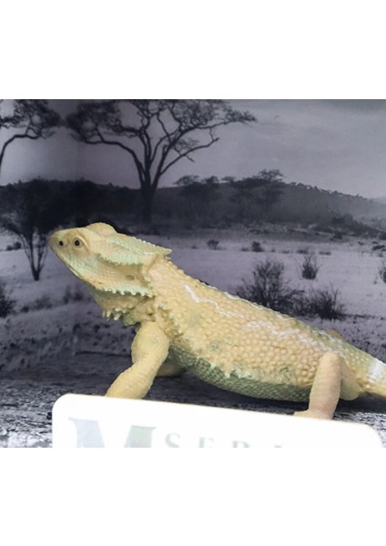 Kutulu Model Sakallı Kertenkele fiyatları