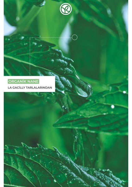 Saçları Köklerinize Derinlemesine Bakım Yapan Besleyici ve Güçlendirici Katı Şampuan modelleri