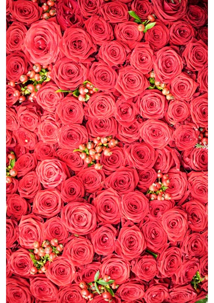 Ölmez Çiçek, Gül ve Lavanta Suyu (3 x 100ML) -Doğal Hidrosol Seti modelleri