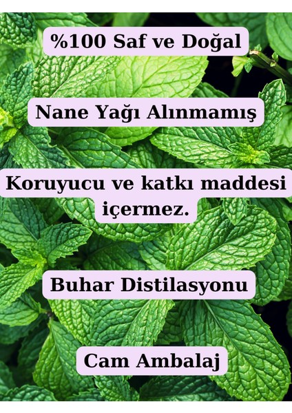 Saf Nane Hidrosolü 100 ml - (Nane Suyu) fiyatları