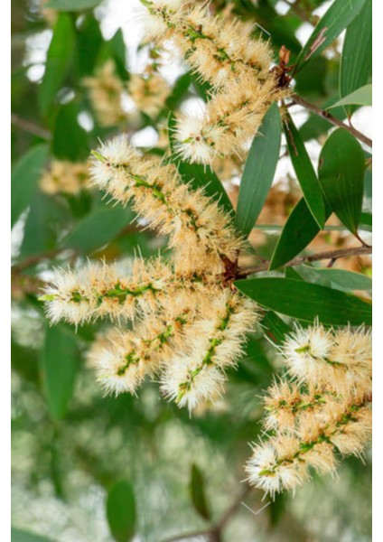 %100 Saf Niaouli Uçucu Yağ 40 ml - (2 x 20 Ml) modelleri