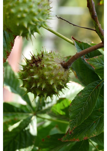 At Kestanesi Yağı (20 Ml+ 20ML) - Doğal At Kestanesi Yağı modelleri