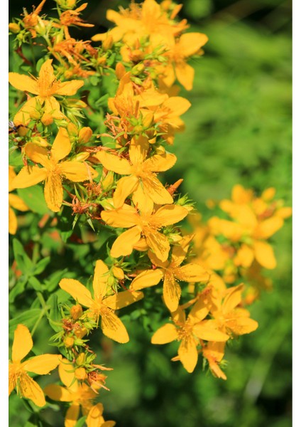 Sarı Kantaron Yağı - (20 Ml) modelleri