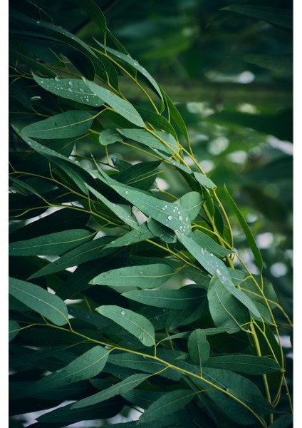 %100 Saf Okaliptus Uçucu Yağı - 20 ml (Seyreltilmemiş) fiyatları