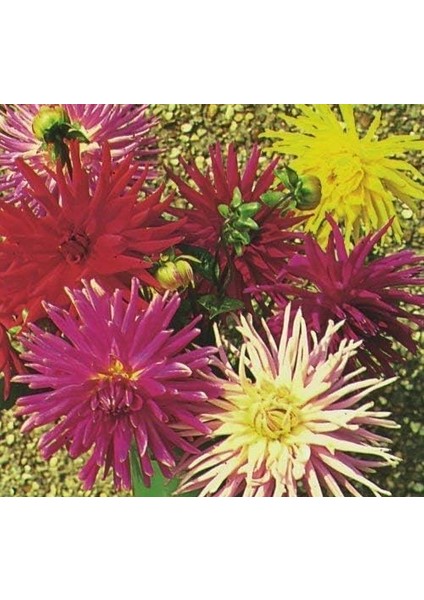 25 Adet Dev Yıldız Dahlia Çiçeği Soğanı Yumrusu 12 Renk Karışık Yumru Boyu 10 Cm.yeni Mahsul.. Çimlenme Garantilidir.. modelleri