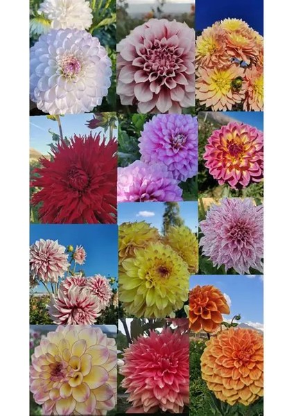 25 Adet Dev Yıldız Dahlia Çiçeği Soğanı Yumrusu 12 Renk Karışık Yumru Boyu 10 Cm.yeni Mahsul.. Çimlenme Garantilidir..