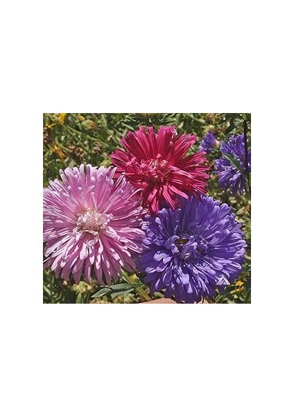 25 Adet Dev Yıldız Dahlia Çiçeği Soğanı Yumrusu 12 Renk Karışık Yumru Boyu 10 Cm.yeni Mahsul.. Çimlenme Garantilidir..