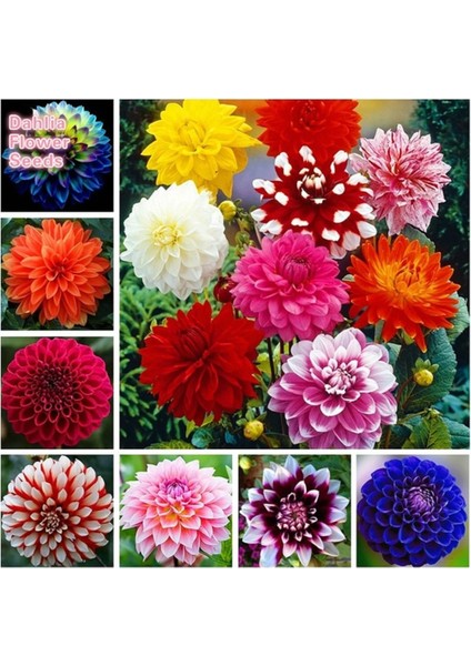 25 Adet Dev Yıldız Dahlia Çiçeği Soğanı Yumrusu 12 Renk Karışık Yumru Boyu 10 Cm.yeni Mahsul.. Çimlenme Garantilidir..