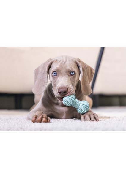 Sepetim Beeztees Yavruköpek Dambıl Diş Kaşıma 9*4*4cm Yeşi fırsatları