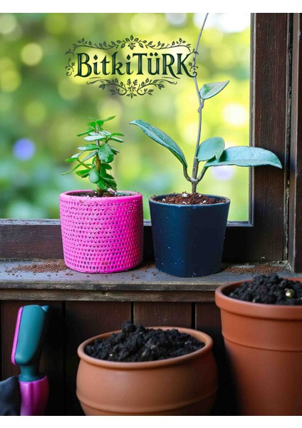Beton Saksıda 2’li Özel Kombin – Afra Portulacaria Bonsai & Mum Hoya Fidesi (Büyük Boy) 🌿