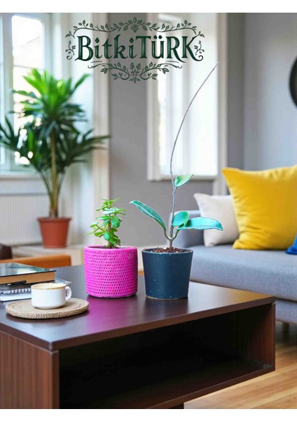 Beton Saksıda 2’li Özel Kombin – Afra Portulacaria Bonsai & Mum Hoya Fidesi (Büyük Boy) 🌿 fiyatları