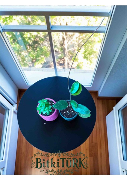 Beton Saksıda 2’li Özel Kombin – Afra Portulacaria Bonsai & Mum Hoya Fidesi (Büyük Boy) 🌿 modelleri