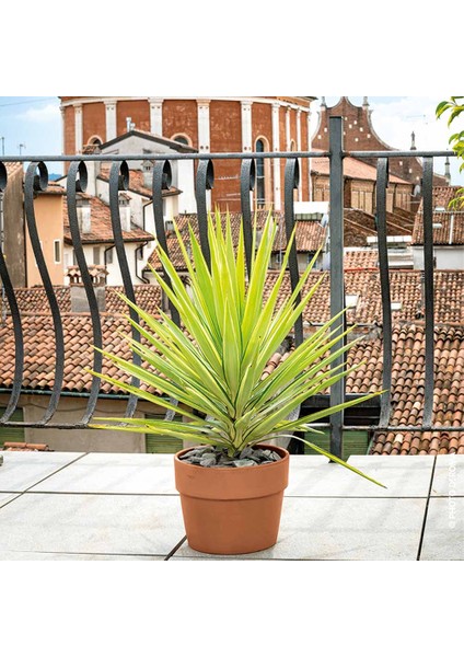 Cachepot Perfetto 15 cm Toprak Saksı Terracota fırsatları