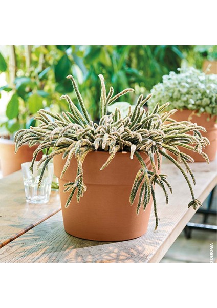 Cachepot Perfetto 15 cm Toprak Saksı Terracota indirimleri