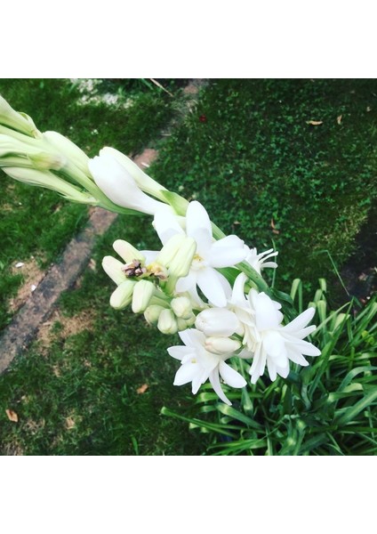 Sümbülteber Soğanı 5 Adet Doğal Ev Bahçe Için Ideal Polianthes Tuberose fiyatları