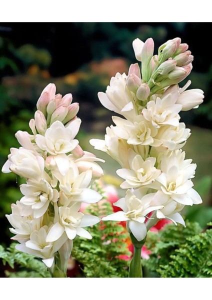 Sümbülteber Soğanı 5 Adet Doğal Ev Bahçe Için Ideal Polianthes Tuberose modelleri