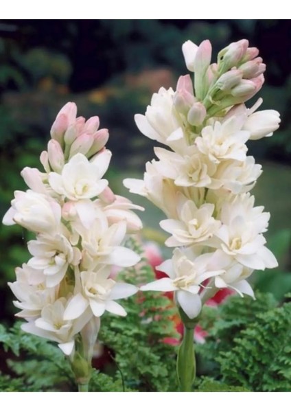 Sümbülteber Soğanı 5 Adet Doğal Ev Bahçe Için Ideal Polianthes Tuberose indirimleri