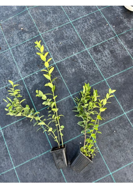 1.5 Yaşında Yaban Mersini Fidanı 50’li Paket