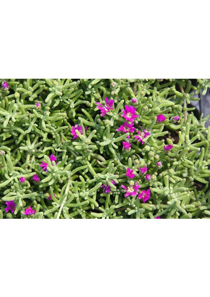 ACEM HALISI 90 ADET - MEZARLIK KABİR ÇİÇEĞİ fiyatları