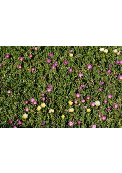 Kaz Ayağı 180 Adet - Yer Örtücü Çiçekli Bitki fiyatları