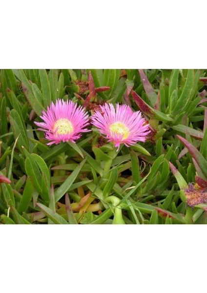 Kaz Ayağı 180 Adet - Yer Örtücü Çiçekli Bitki modelleri