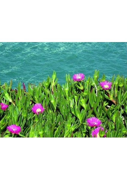 Kaz Ayağı 180 Adet - Yer Örtücü Çiçekli Bitki fırsatları