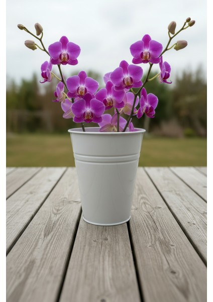 Konik Metal Saksı & Vazo Beyaz - 25 cm Dekoratif Çok Amaçlı Renkli Çiçeklik (25X23/15 Cm) fiyatları