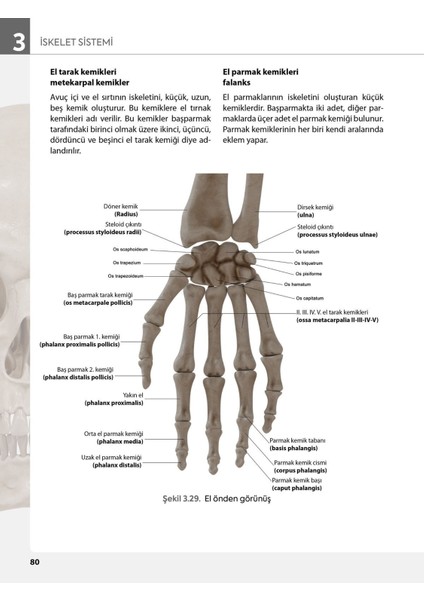 Görsellerle Zenginleştirilmiş İnsan Anatomisine Giriş Akademik Kitap SHMYO ve SYO Öğrencilerine Özel L. Bikem Süzen