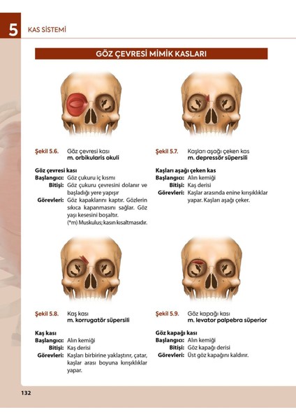 Görsellerle Zenginleştirilmiş İnsan Anatomisine Giriş Akademik Kitap SHMYO ve SYO Öğrencilerine Özel L. Bikem Süzen