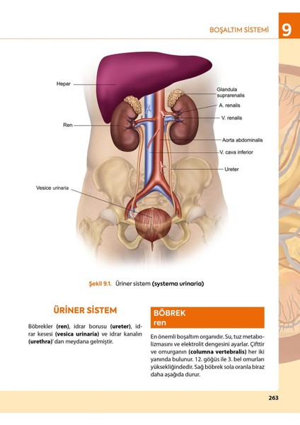Görsellerle Zenginleştirilmiş İnsan Anatomisine Giriş Akademik Kitap SHMYO ve SYO Öğrencilerine Özel L. Bikem Süzen