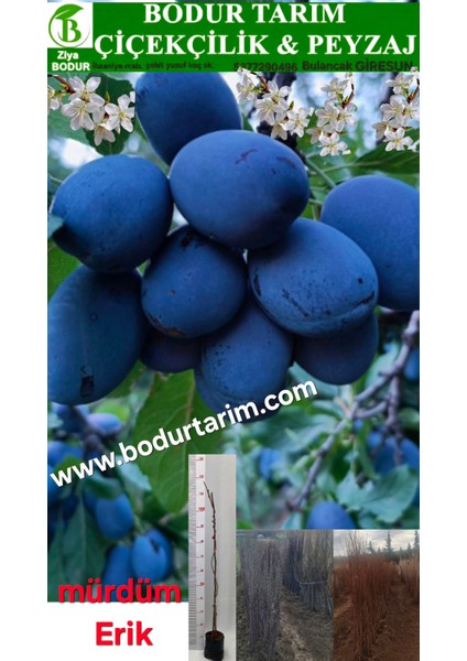 Bulancak 2 Yaşında Yarı Bodur Aşılı Tüplü Topraklı Stanley,mürdüm Erik Meyve Fidanı