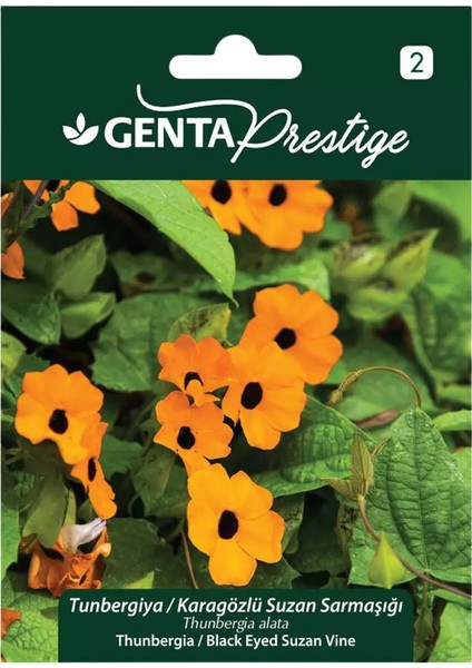 Prestige Tunbergiya Karagözlü Suzan Sarmaşığı Tohumu – Hızlı Büyüyen Sarmaşık, Gölgeli ve Güneşli Alan Için