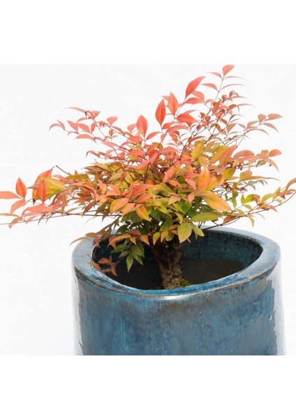 Shanghai Küçük Boy Saksı Mavi modelleri