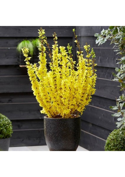 Bodur Altınçanak Forsythia 'mini Gold' 1-2 Yaş