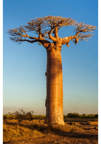 Baobab Yağı ve Kayısı Çekirdeği Yağı (20ML + 20ML) -%100 Doğal Soğuk Sıkım Yüz Yogası Yağı Seti modelleri