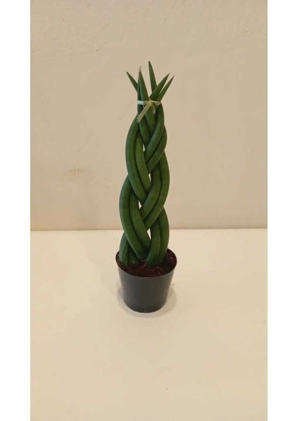 Dua Çiçeği, Gardenya, Örgülü Paşa Kılıcı Salon Bitkisi Seti + Çiçek Coşturan ve Solucan Gübresi fiyatları