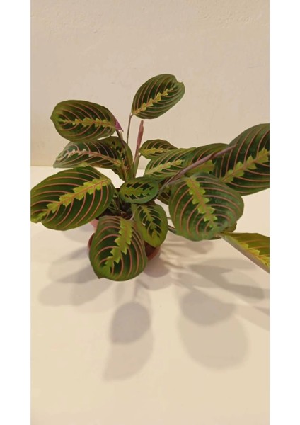 Dua Çiçeği, Gardenya, Örgülü Paşa Kılıcı Salon Bitkisi Seti + Çiçek Coşturan ve Solucan Gübresi modelleri