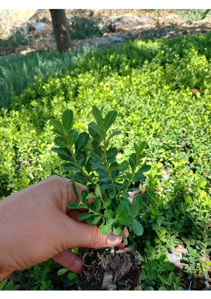 Ikili Şimşir Fidanı (7-15 Cm) - Canlı Çit ve Bahçe Süslemesi Için Set