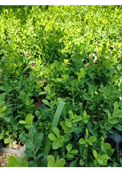 Ikili Şimşir Fidanı (7-15 Cm) - Canlı Çit ve Bahçe Süslemesi Için Set fiyatları