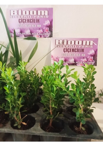 Ikili Şimşir Fidanı (7-15 Cm) - Canlı Çit ve Bahçe Süslemesi Için Set modelleri