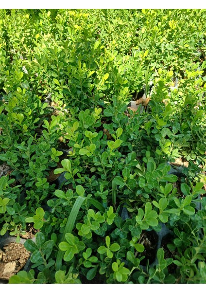 Ikili Şimşir Fidanı (7-15 Cm) - Canlı Çit ve Bahçe Süslemesi Için Set fırsatları