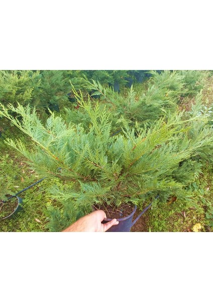 Yayılıcı Leylandi 5 Adet - Yer Örtücü Bitki 40-60 cm