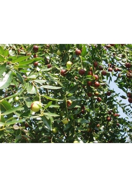 HÜNNAP FİDANI 150 cm 4 YAŞINDA ÇOK DALLI fiyatları