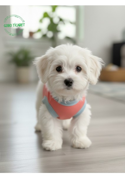 Şeker Pembe Renkli Kedi ve Köpek Kıyafeti Elbisesi Sarı Kedi Baskılı modelleri