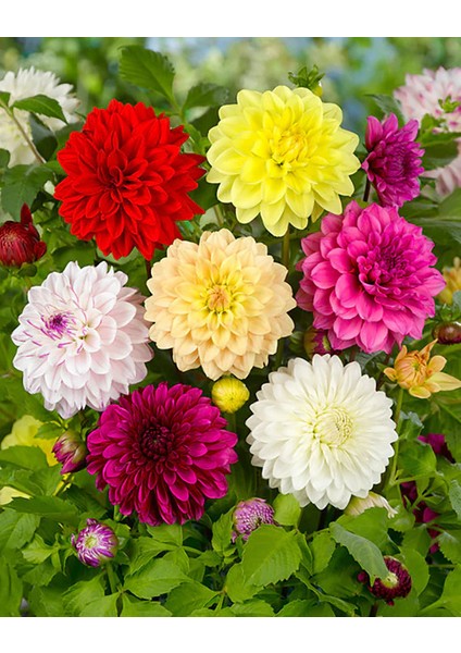 5 Adet Yıldız Dahlia Çiçek Soğanı Karışık 5 Renk Yeni Mahsulçimlenme Garantisi..