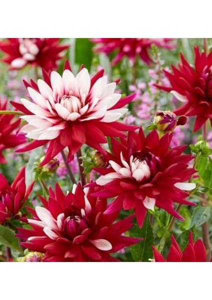 7 Adet Yıldız Dahlia Çiçek Soğanı .türkiyem Rengi. Yeni Mahsul.çimlenme Garantisi.. modelleri