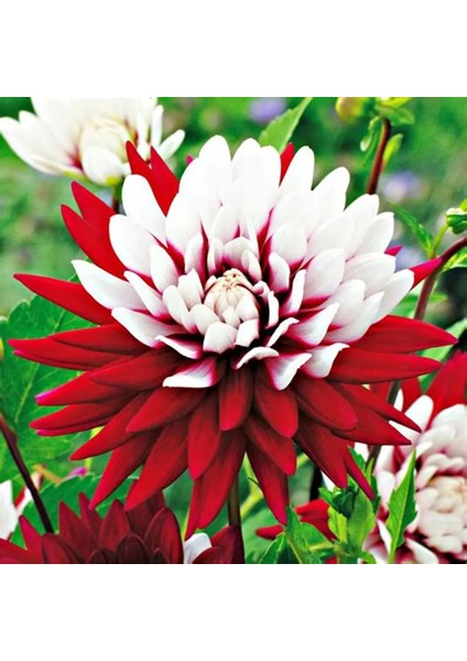 7 Adet Yıldız Dahlia Çiçek Soğanı .türkiyem Rengi. .yeni Mahsul.çimlenme Garantisi.. modelleri